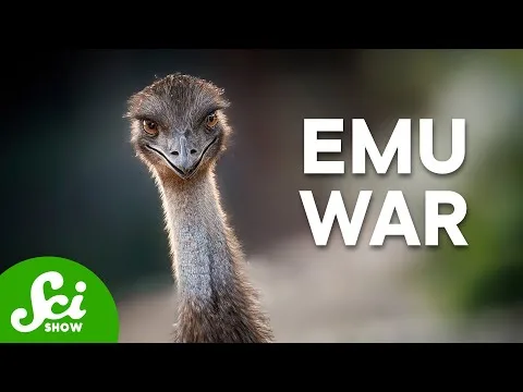 Humans Lost The Emu War