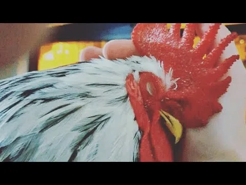 This chicken just wanted to be treated like a dog