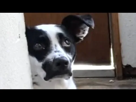 Blind dog has learned to find the ball…even in water