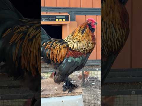 Chicken Coop Chaos in the Morning ☀️