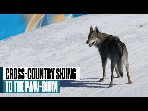 Top of the paw-dium: Dog races on cross-country skiing course