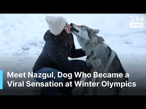VIRAL STAR: Meet Nazgul, the Dog Who Became a Viral Sensation at the Winter Olympics